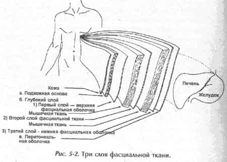 Фасция